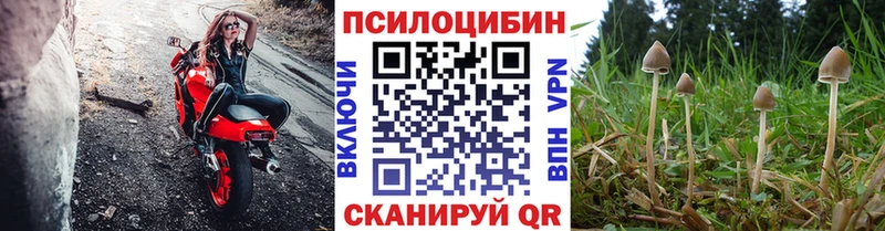 где купить наркоту  Павловск  Галлюциногенные грибы Cubensis 